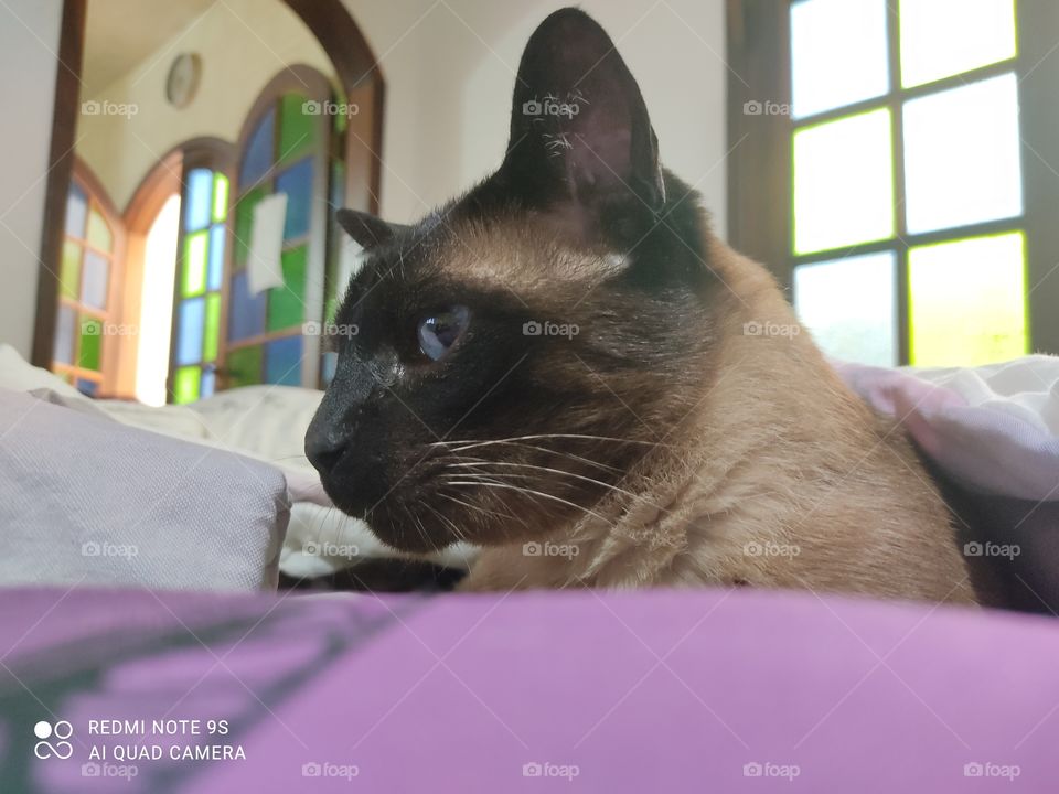 Xiaomi Redmi Note 9S - Cat in the light