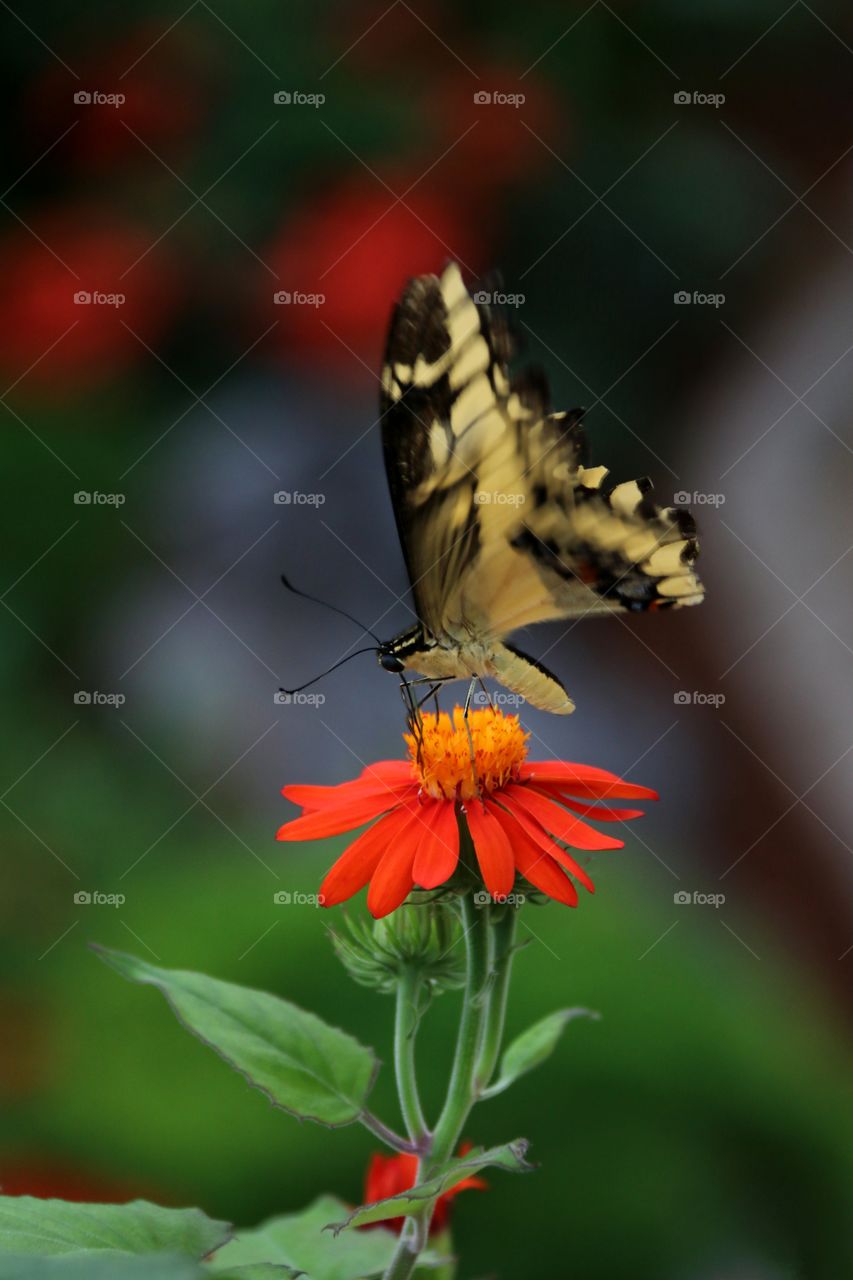 A Lacy yellow and black butterfly alighting on a flower macro showing wing motion
