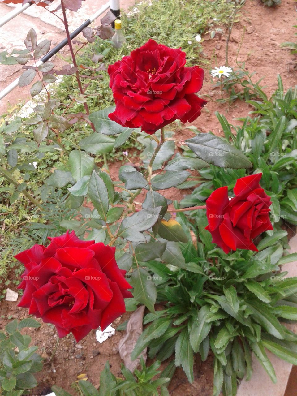 3 In One - Red Rose