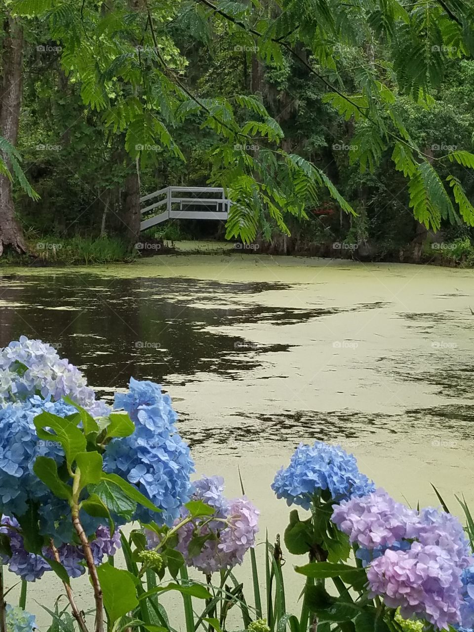 Bridge over lake