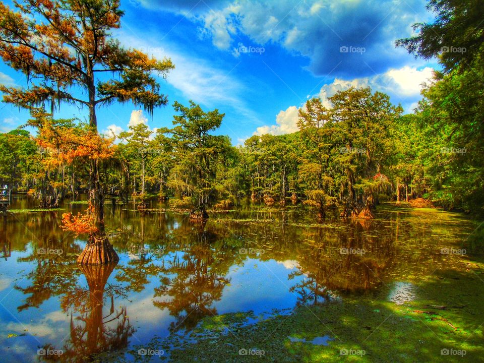 Beautiful swampy lake