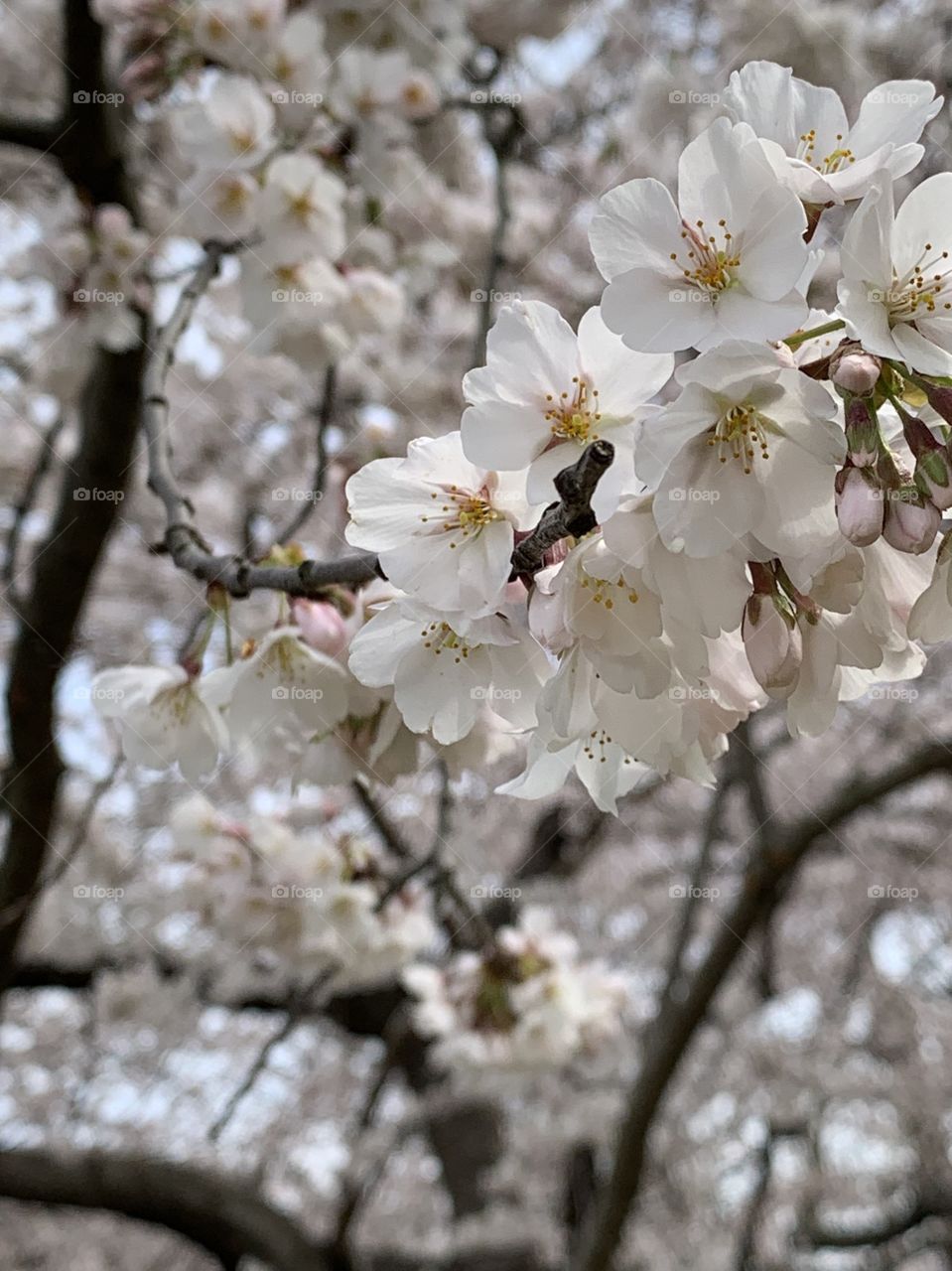 Washington cherry blossoms