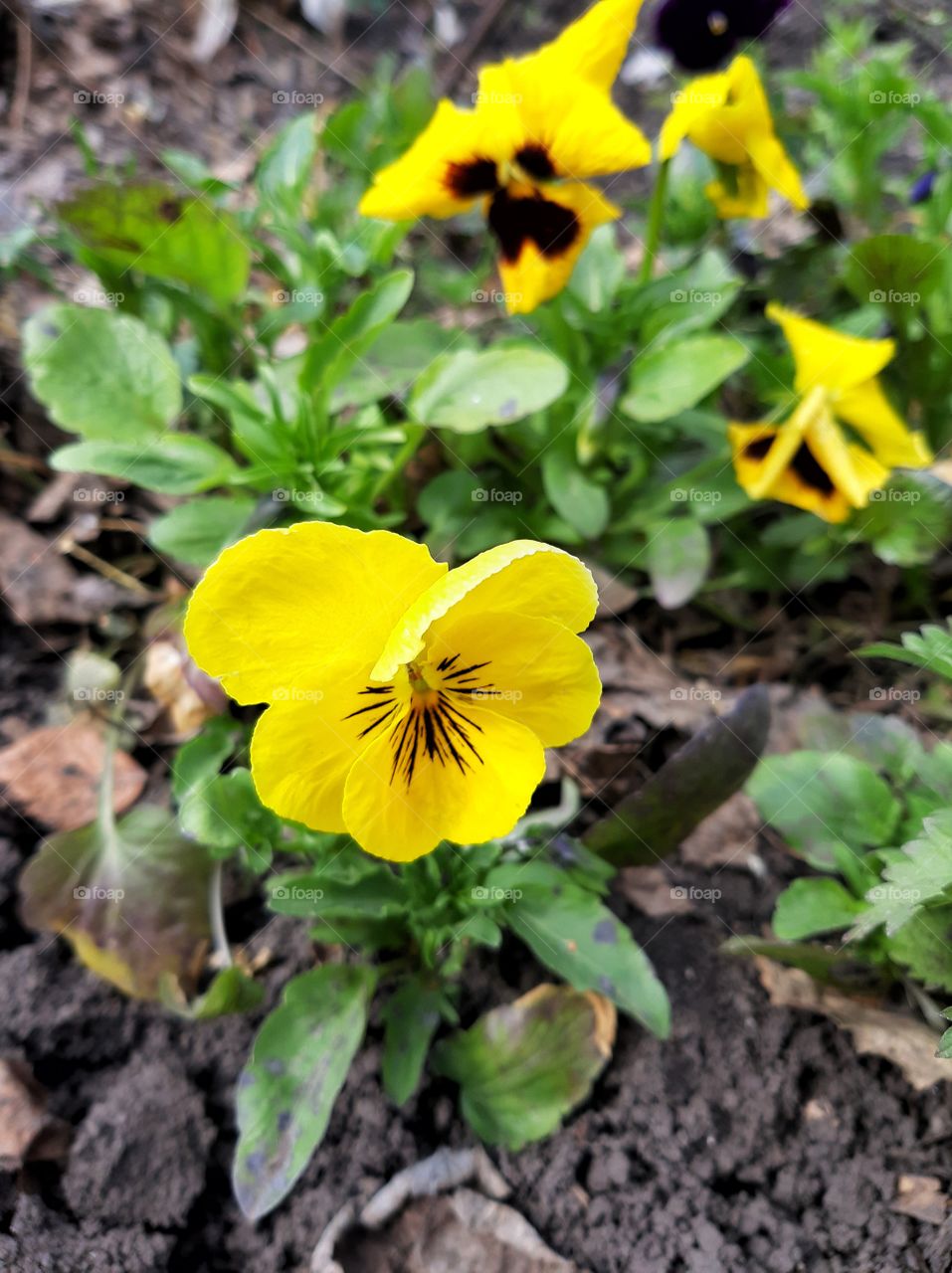 желтый цветок в саду ранней весной