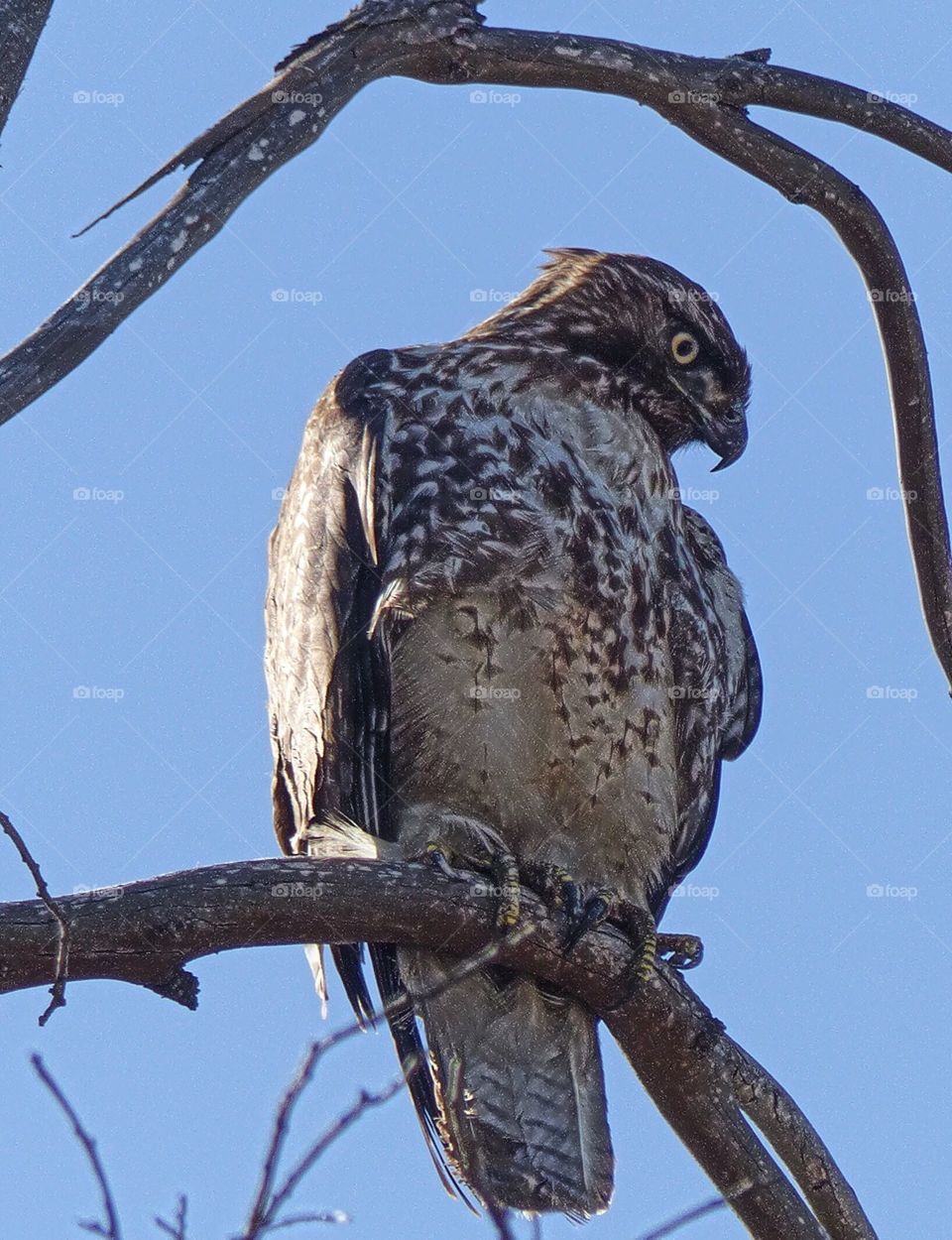 Hawk on branch in the forest 