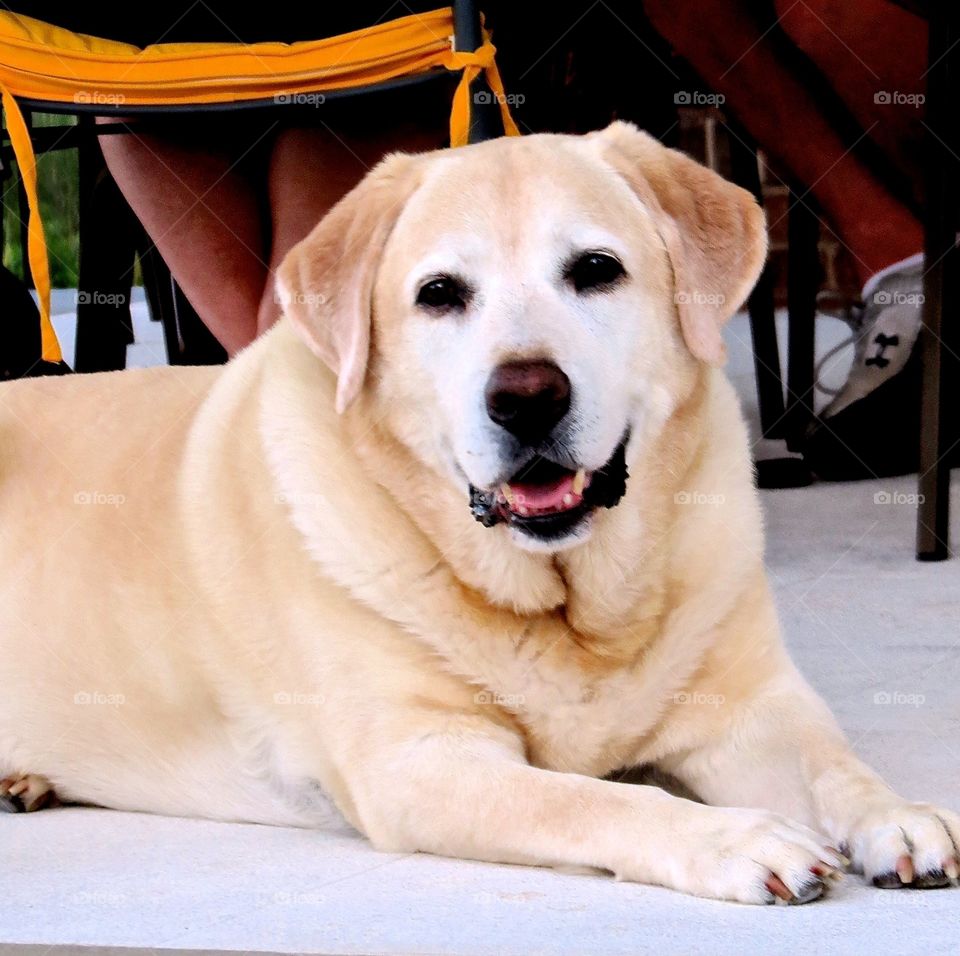 A Yellow Labrador Retriever poses for the camrea