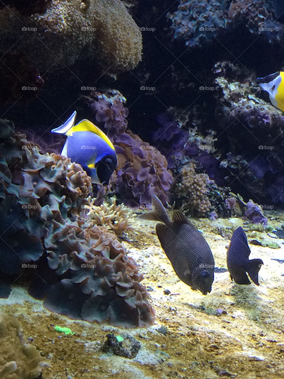 Fish from the Vancouver Aquarium 