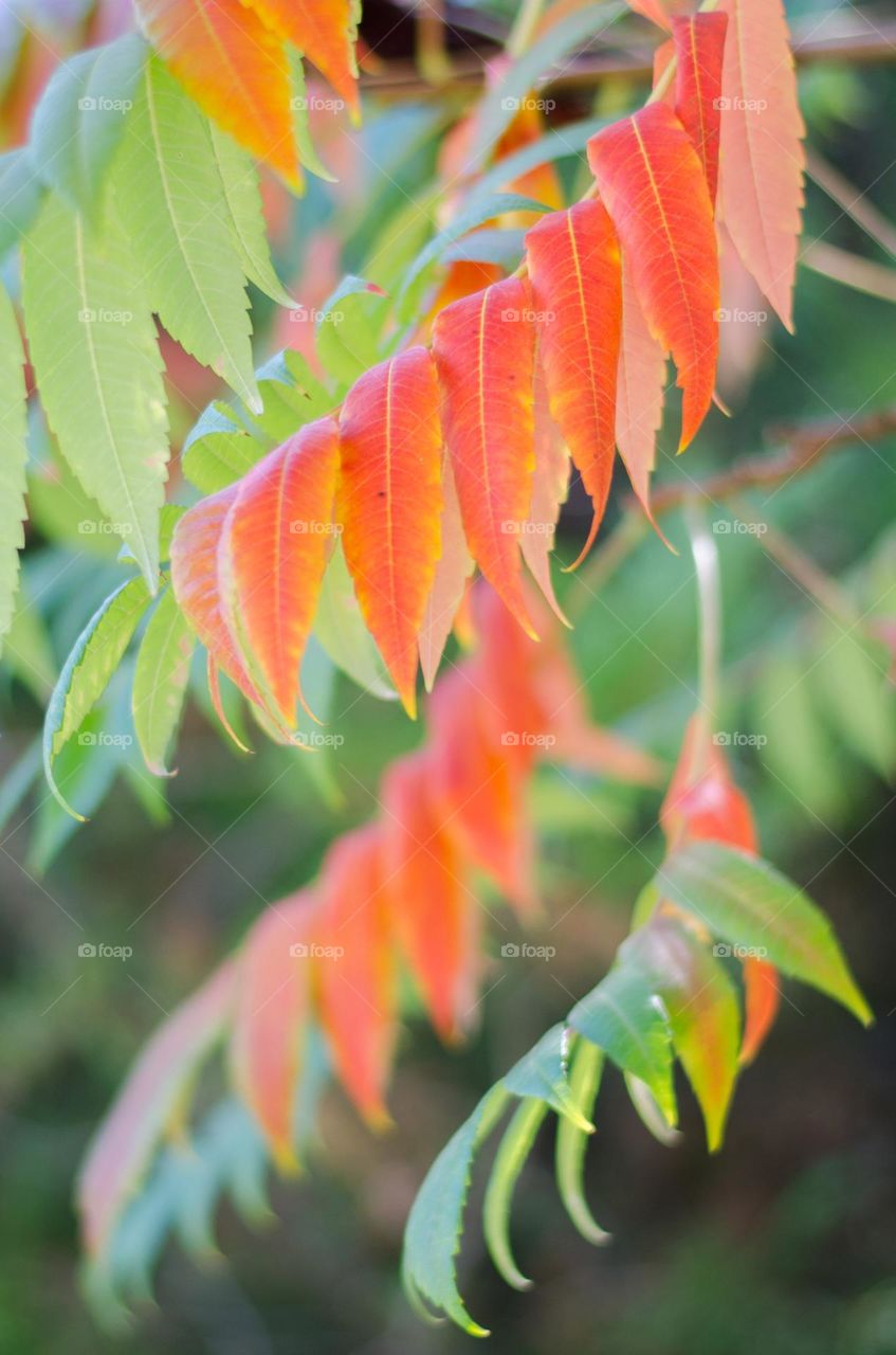 Autumn leaf