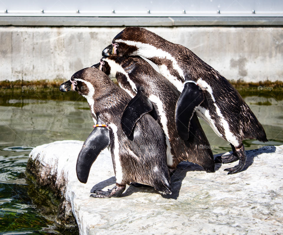 Three penguins 