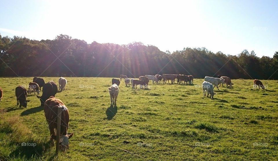 Cows out on the field eating grass and enjoying the  warm sun 