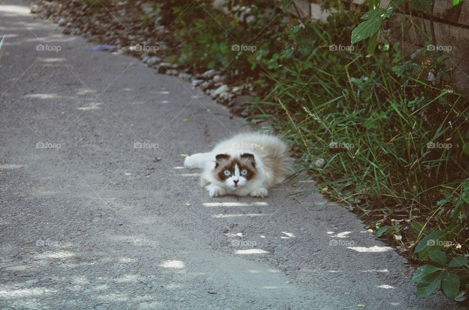 cat on the road.