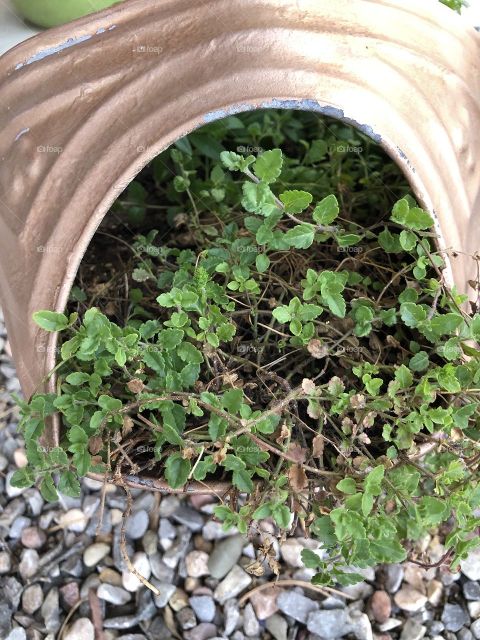 Container gardening