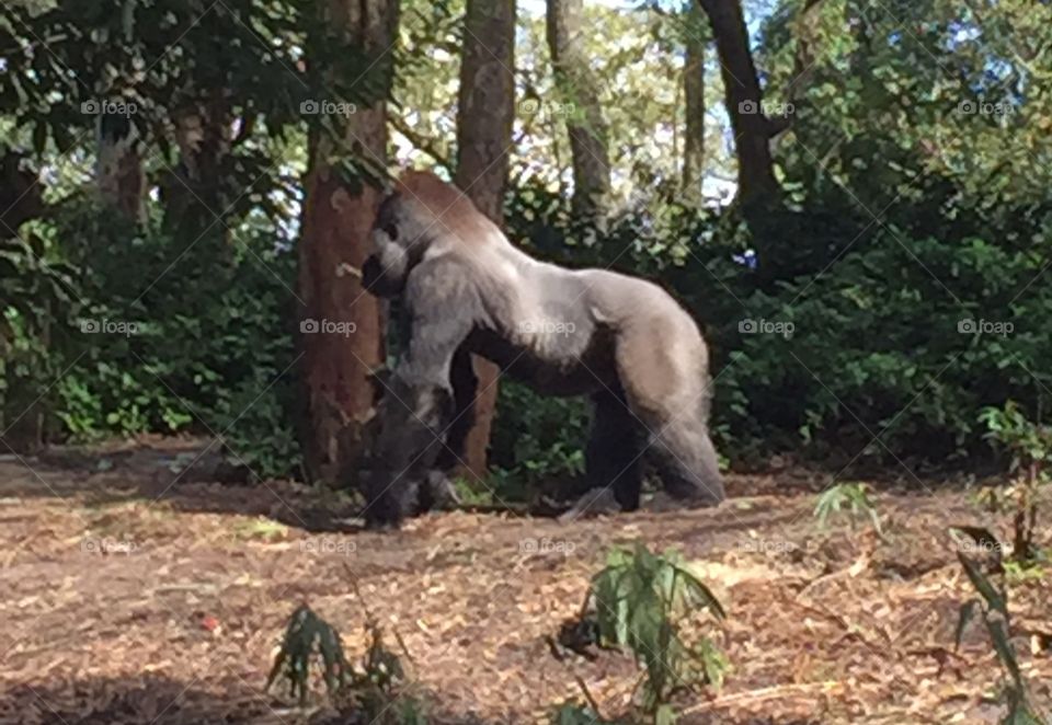 Gorilla . Taken at Disney 
