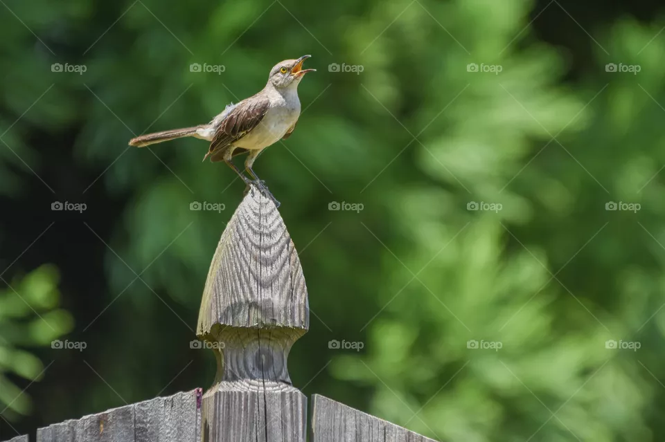 bird chirp