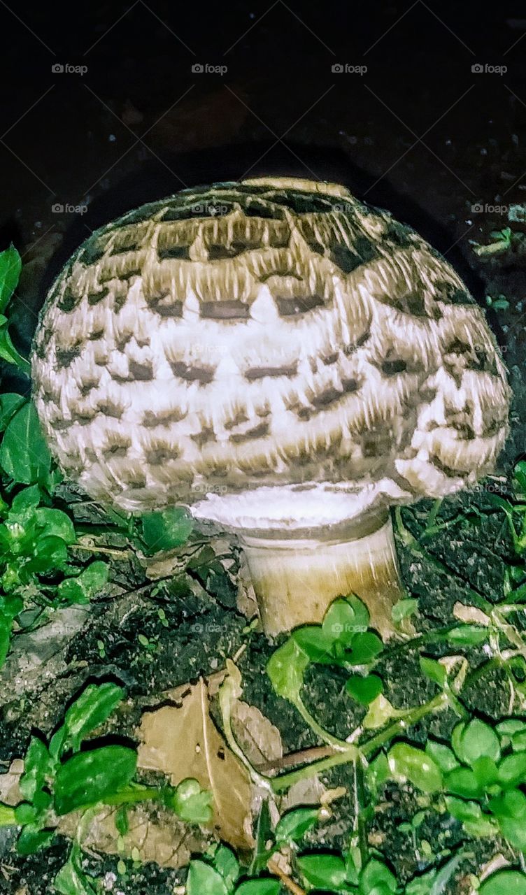 bowing mushroon