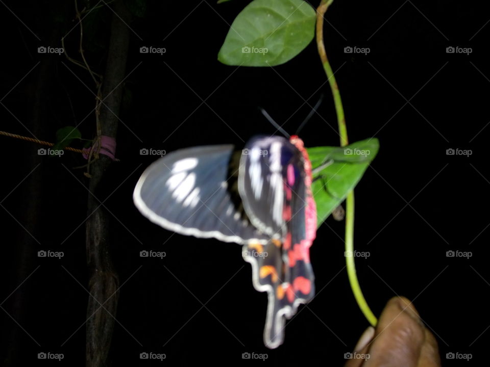 night vision butterfly