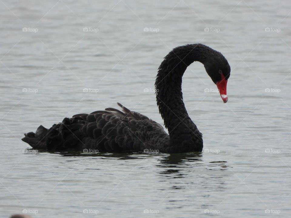 A black swan in a lake