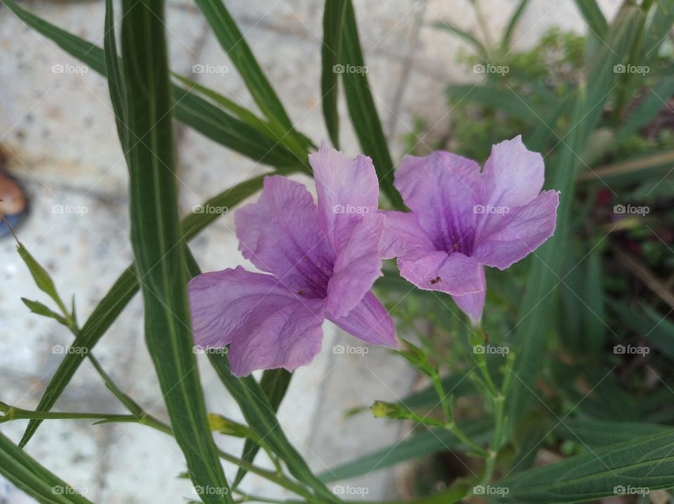 petunia purple flower seasonal fresh shurb small size looks very beautiful generally found everywhere