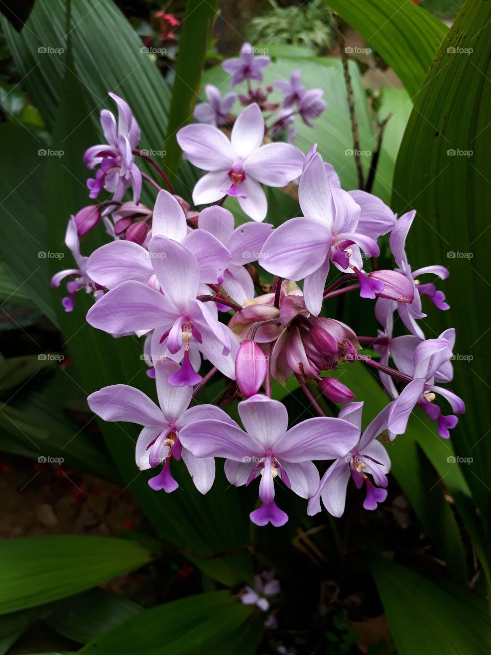 srilankan flowers ...