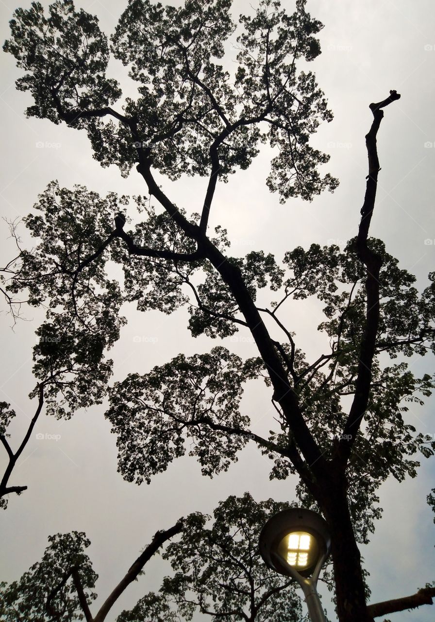 Top of the old tree with the street light.