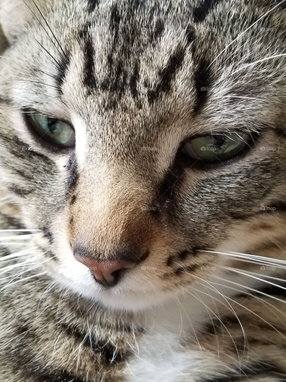 American Domestic Short Hair and Manx Mix