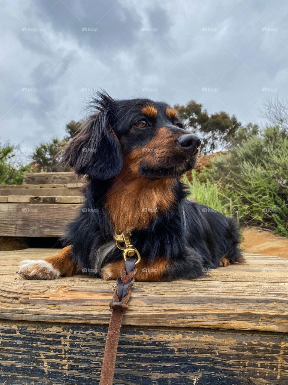 Dachshund puppy lying down on a hiking trail 