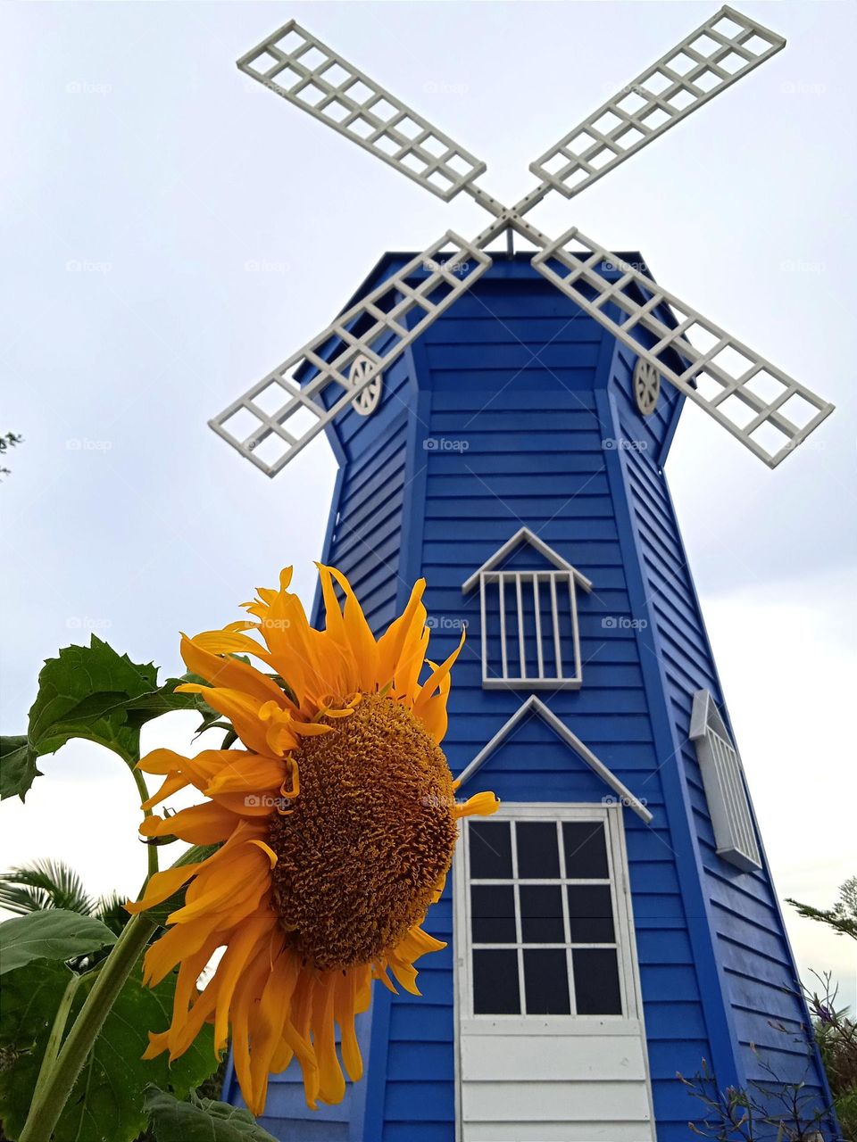 A beautiful sunflower with the windmill.