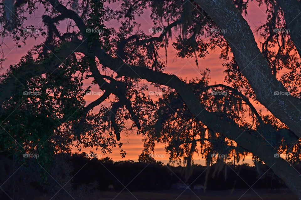 Tree, No Person, Landscape, Dawn, Wood