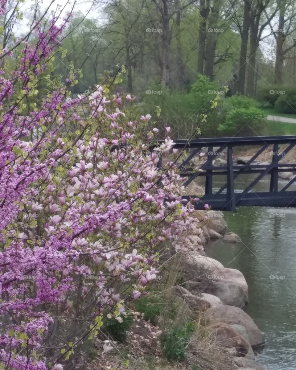 Flower, Tree, Nature, Outdoors, Flora