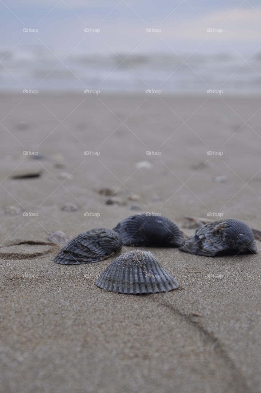 Scallop seashells at beach