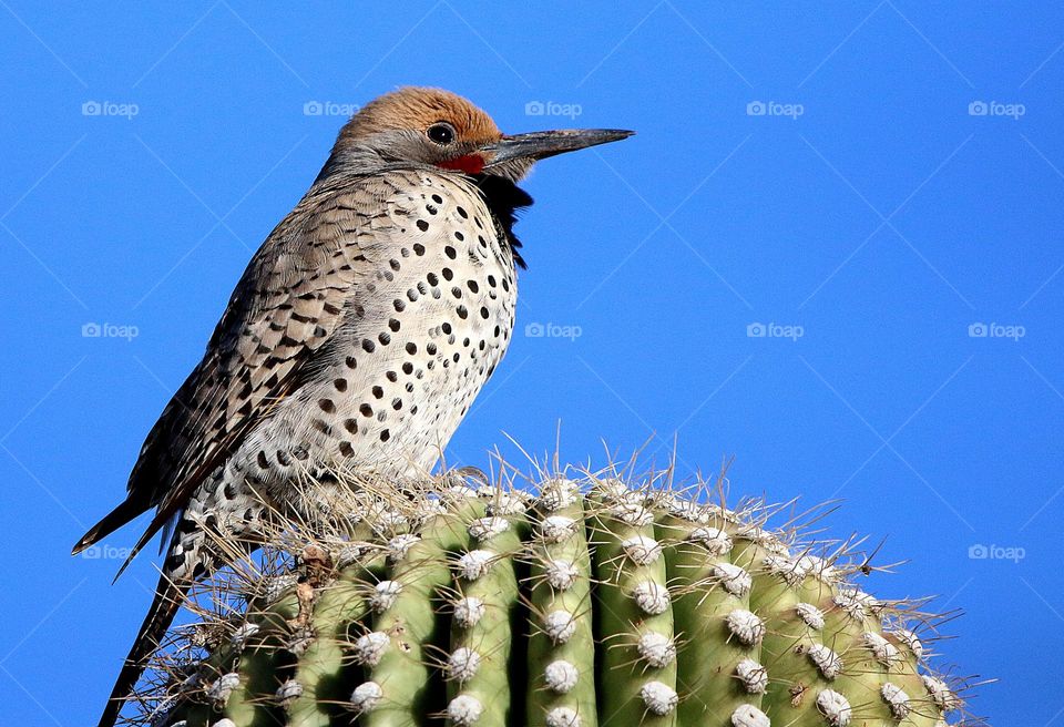 Gilded Flicker Woodpecker on Cactus