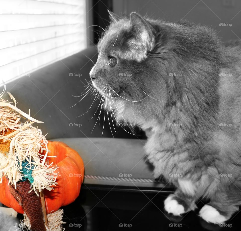 Orange is the color story