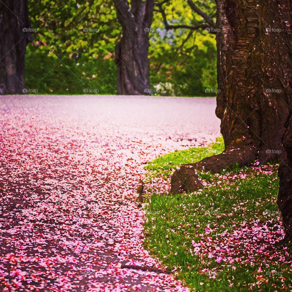 Pink path