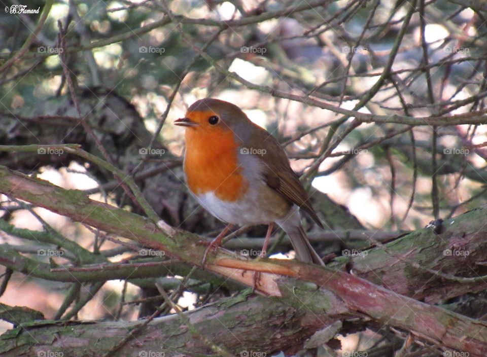 Robin