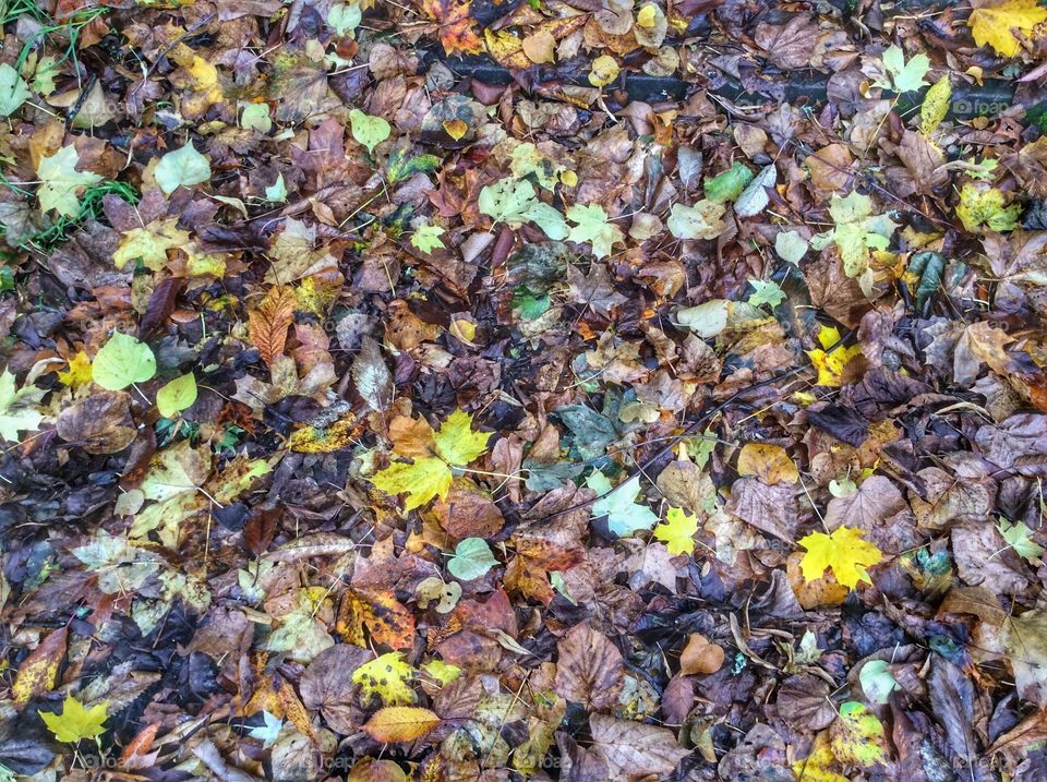 Bed of leaves 