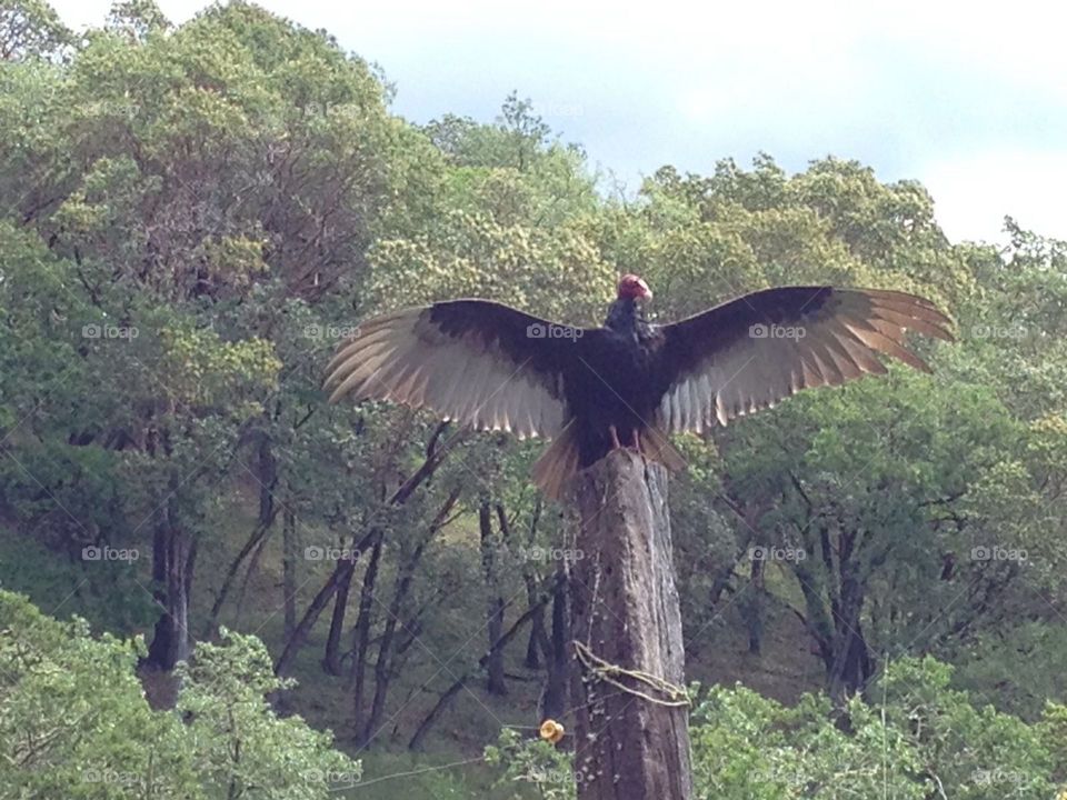 Turkey Vulture