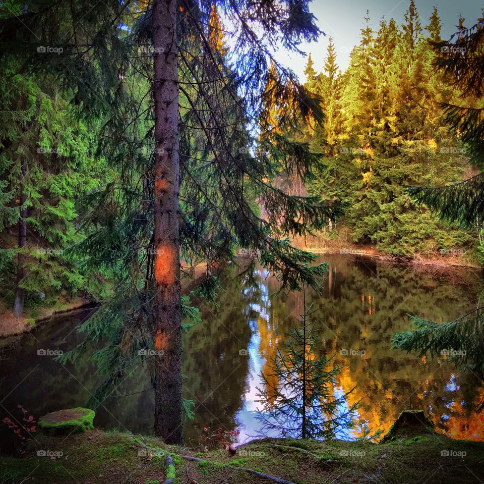 View of a trees in lake