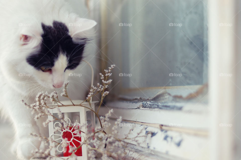 Close-up of a cat looking curious at lamp