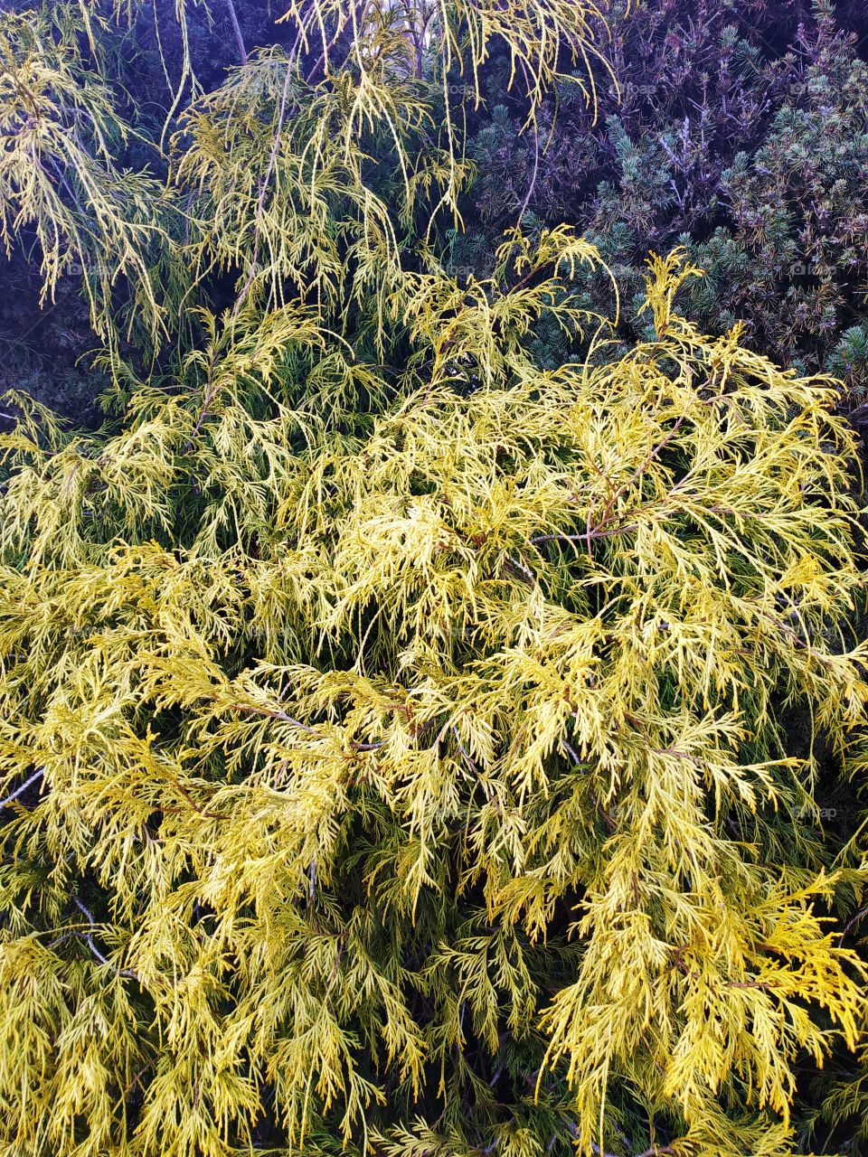 White cedar#evergreen
