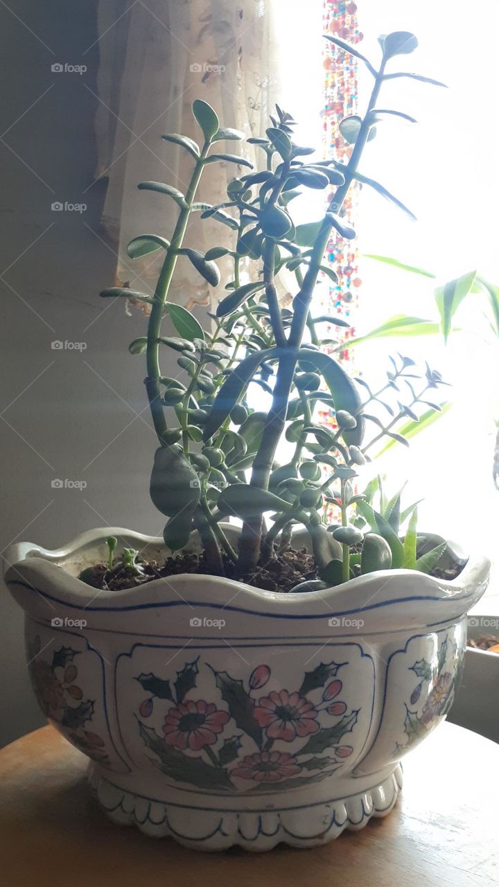 Jade Plant in Ceramic Pot