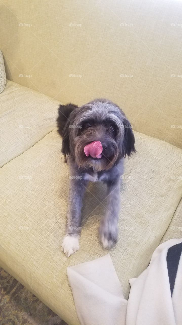 Tibetan Terrier with Tongue Out