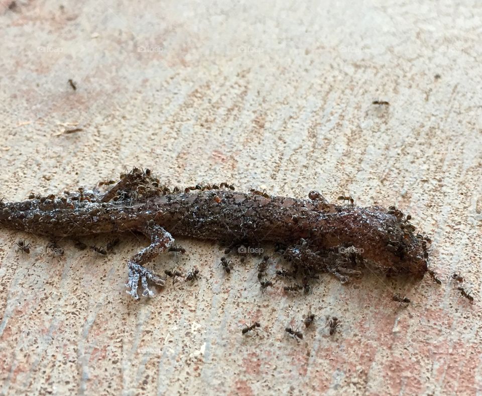 Worker ants eating remains of dead lizard 