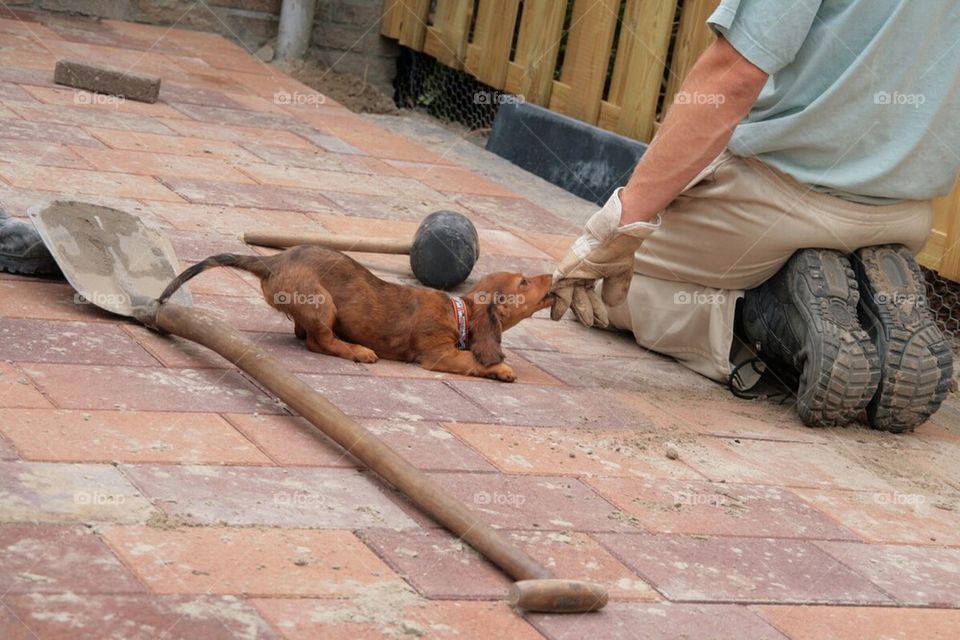 Little dog is helping the boss