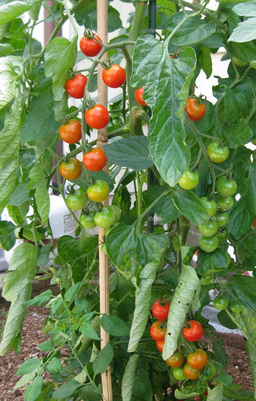 Cherry Tomatoes 