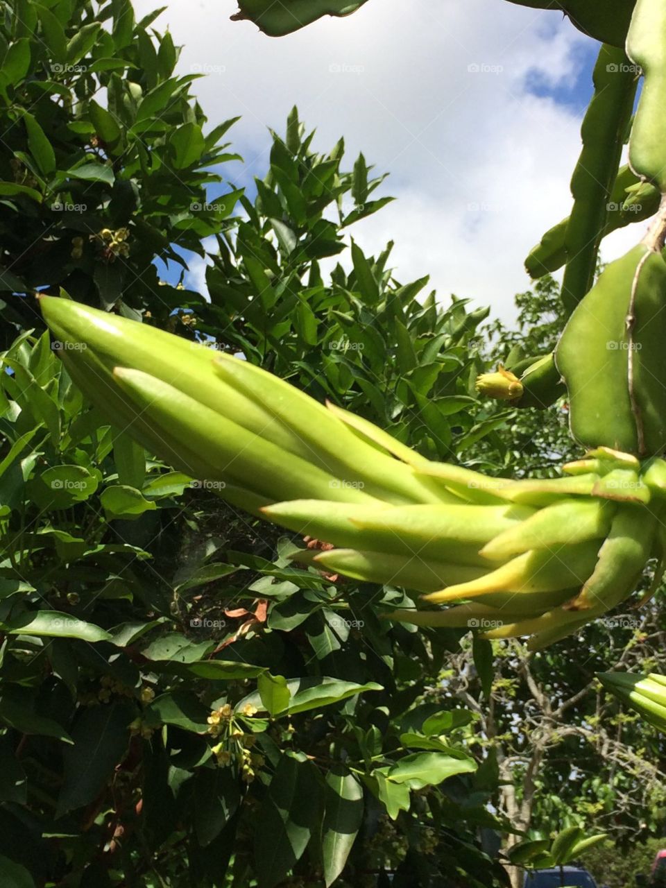 Banana Tree. Part of banana tree in Florida 