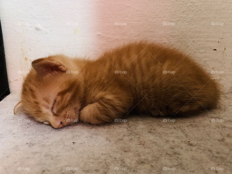 Baby kitten deep sleep 