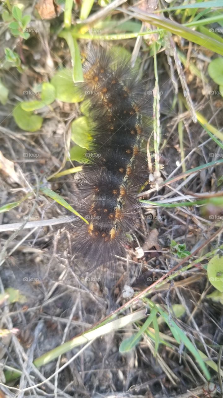 Caterpillar