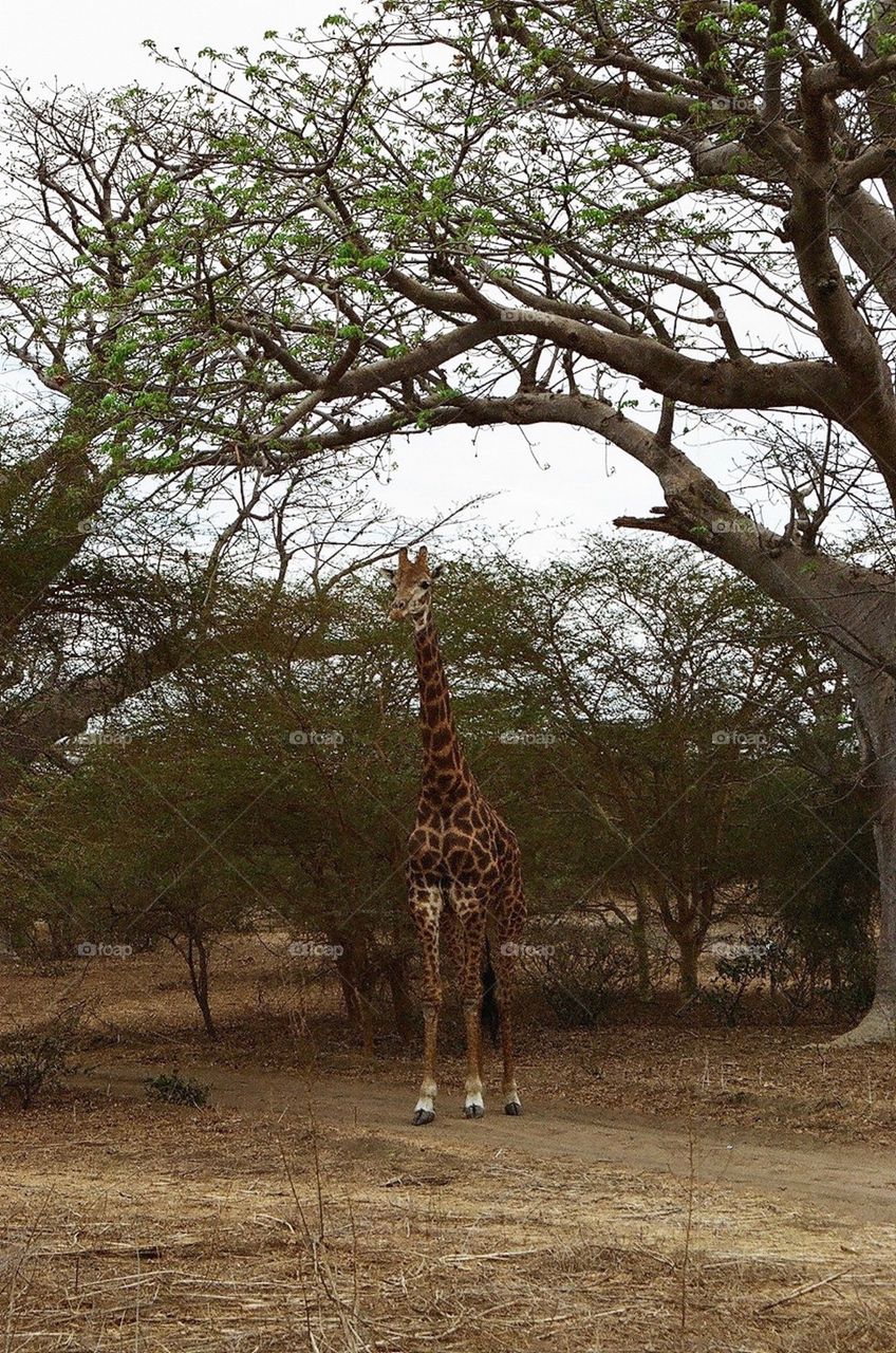 Photo safari, Zambia