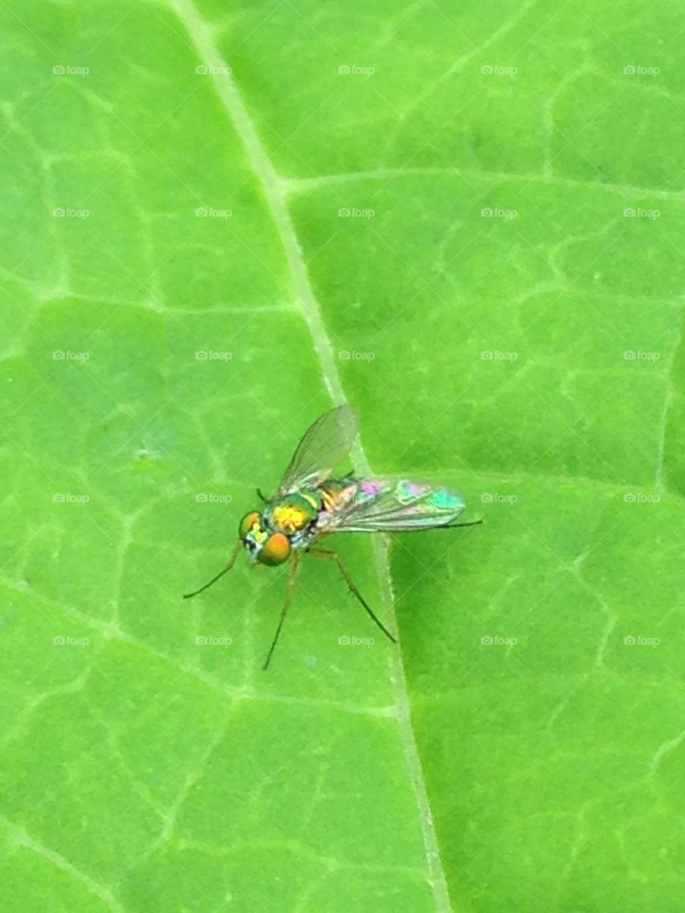 Spring flyer. Tiny green fly on leaf