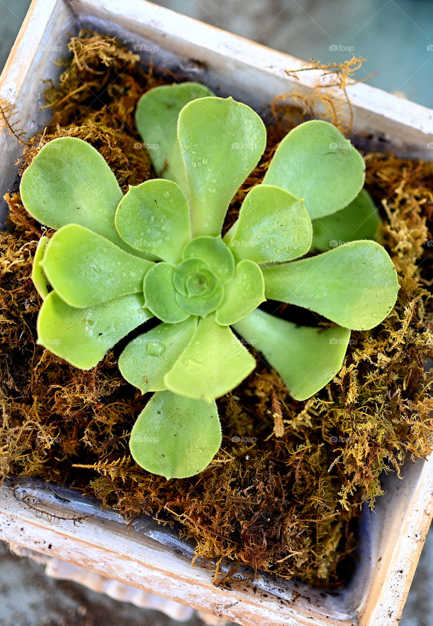 Portrait shot of succulent plant