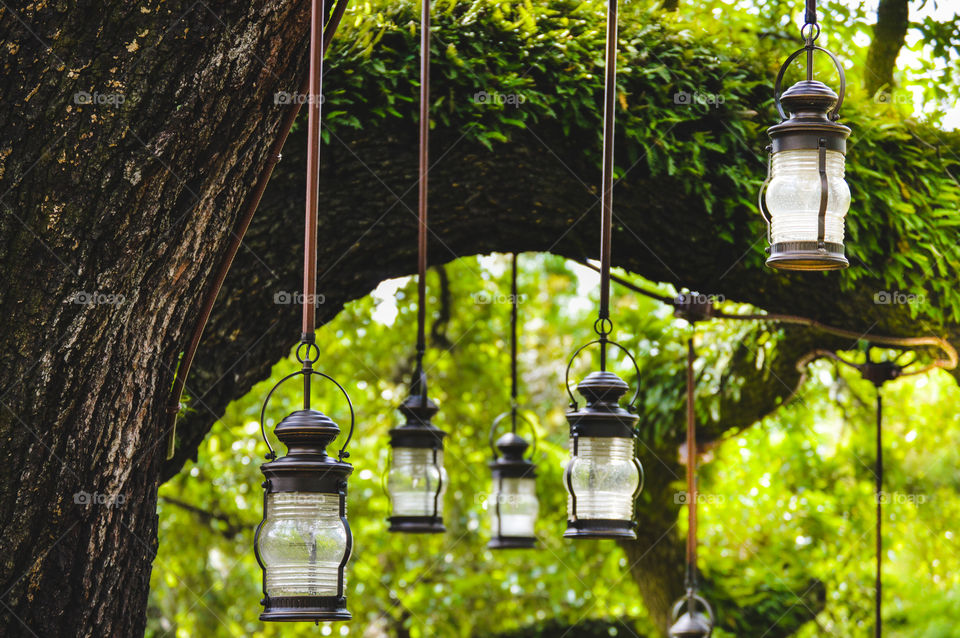 Lanterns on tree